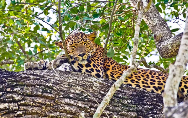 Sri Lankan Endemic Leopard