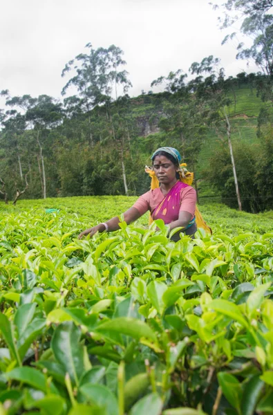 NUWARA ELIYA SRI LANKA APRIL 06 A Tamil woman from Sri Lanka breaks tea leaves on tea plantation with the traditional tea plucking method at labookellie, Sri Lanka on 06th April 2015