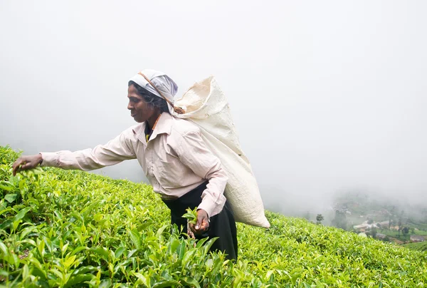 NUWARA ELIYA SRI LANKA APRIL 06 A Tamil woman from Sri Lanka breaks tea leaves on tea plantation with the traditional tea plucking method at labookellie, Sri Lanka on 06th April, 2015