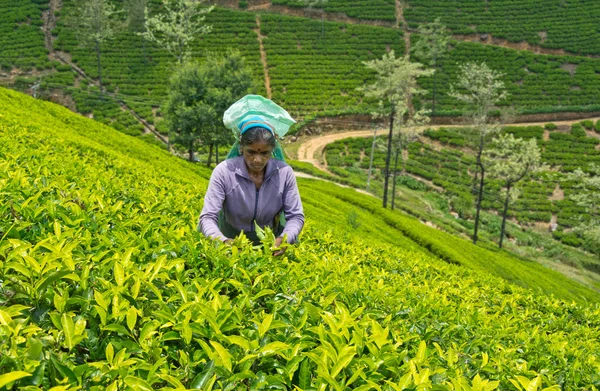 NUWARA ELIYA  SRI LANKA   APRIL 06  A Tamil woman from Sri Lanka breaks tea leaves on tea plantation with the traditional tea plucking method at labookellie, Sri Lanka on 06th April, 2015