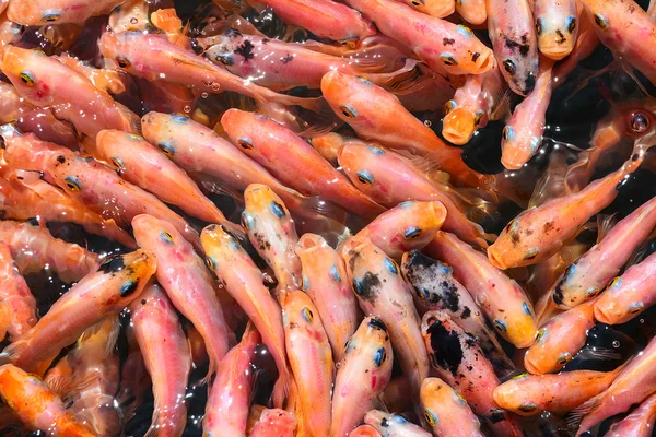 Fish Spa Therapy At Madu River In Sri Lanka