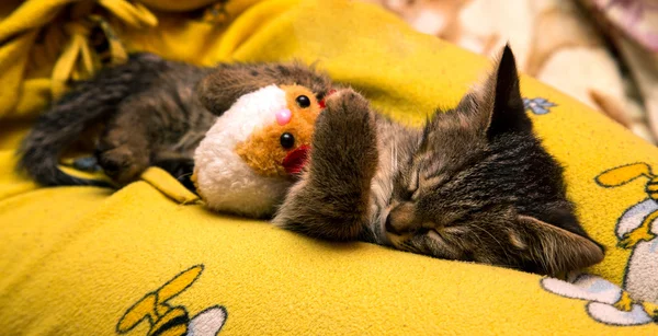 Small cute kitten sleeps hugging plush toy