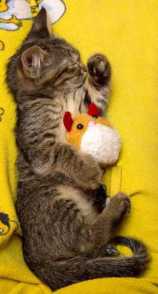 Small cute kitten sleeps hugging plush toy