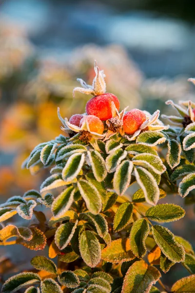 Frozen berries and leaves of the rose at sunrise