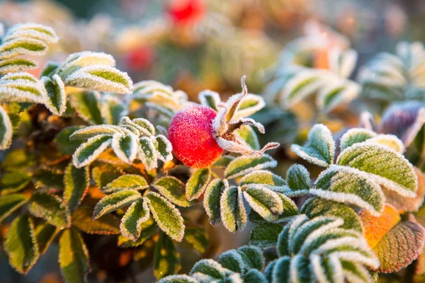 Frozen berries and leaves of the rose at sunrise