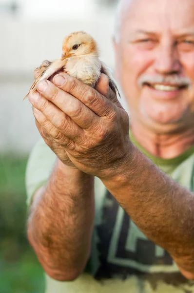 Hands of a elder man holding a chick