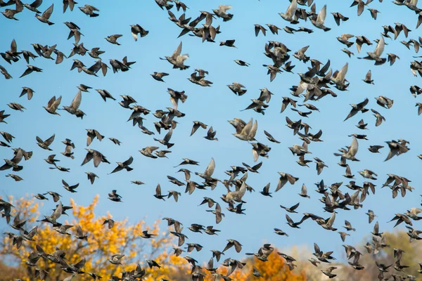 Autumn sky with flock of bird
