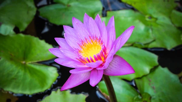 Lotus flower purple color