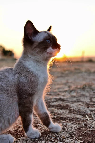 Small cat in the field