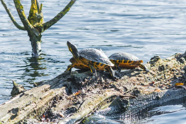 Turtles on a tree trunk in the waters.