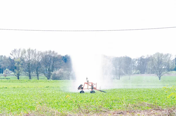 Water irrigation sprinklers, field vegetables