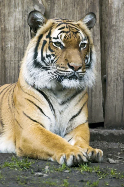 Beautiful Malaysian tiger at the zoo