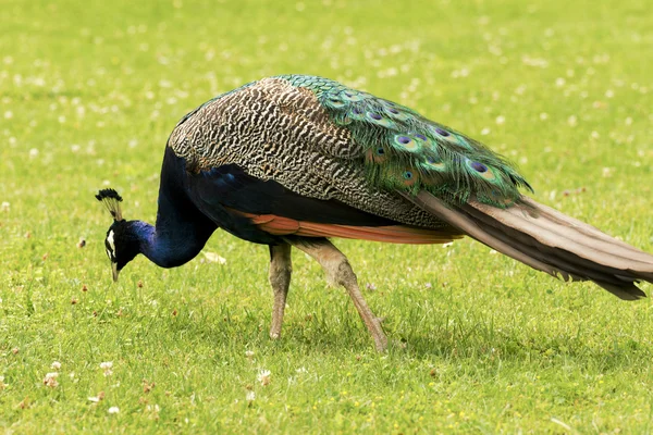 Beautiful peacocks strolling in the park