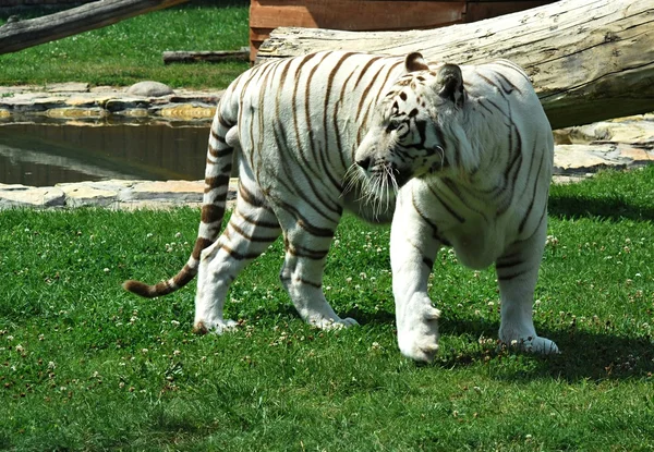 White tiger