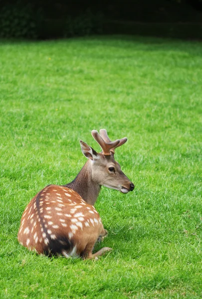 The male roe deer laying in the green grass