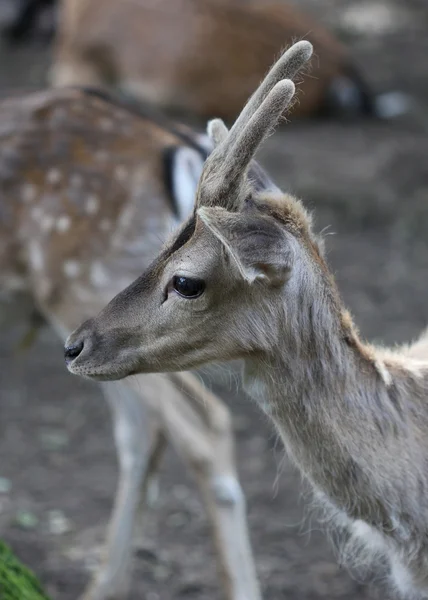 The cute roe deer close up portrait