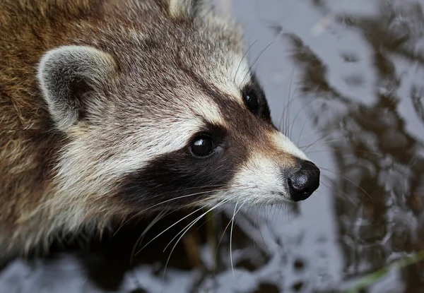 The cute fluffy raccoon close up portrait