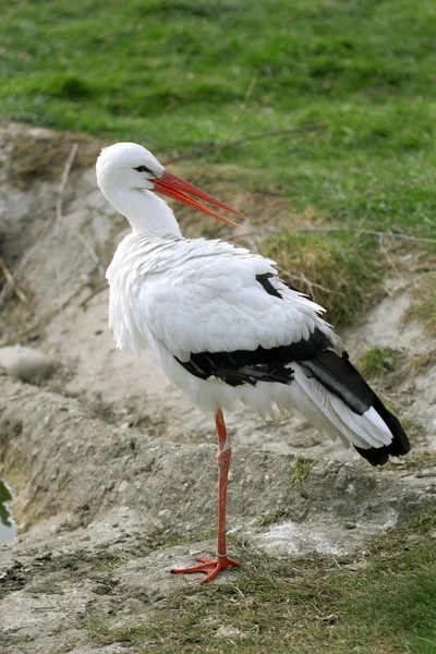 The cute white stork close up portrait