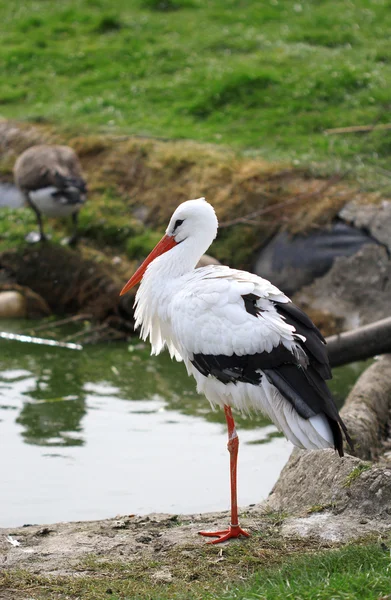 The cute white stork close up portrait