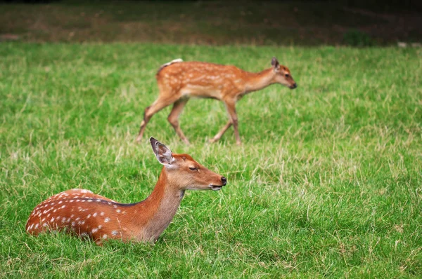 The cute brown roe deers relax in the green grass