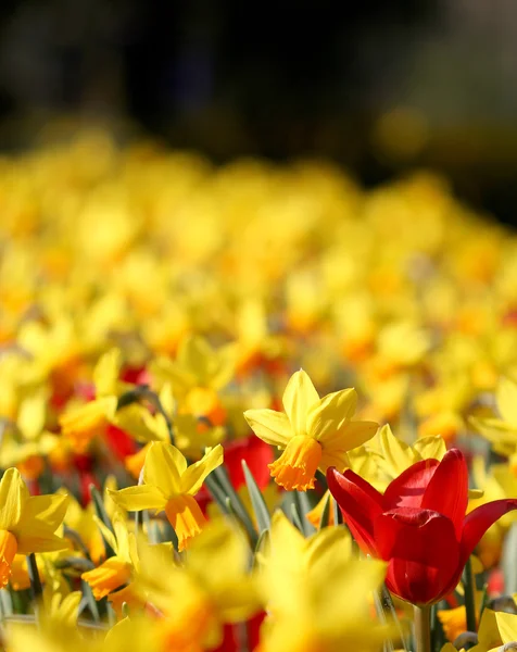 Many yellow tulips growing under the spring sunshine