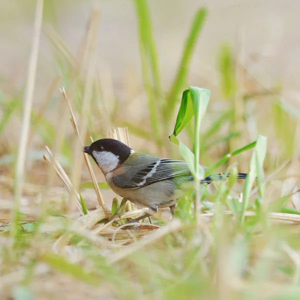 Japanese Tit , Beautiful bird finding some food on ground