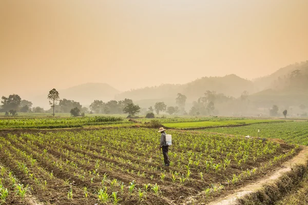 Farmers spraying pesticides in corn farm with beautiful scenery