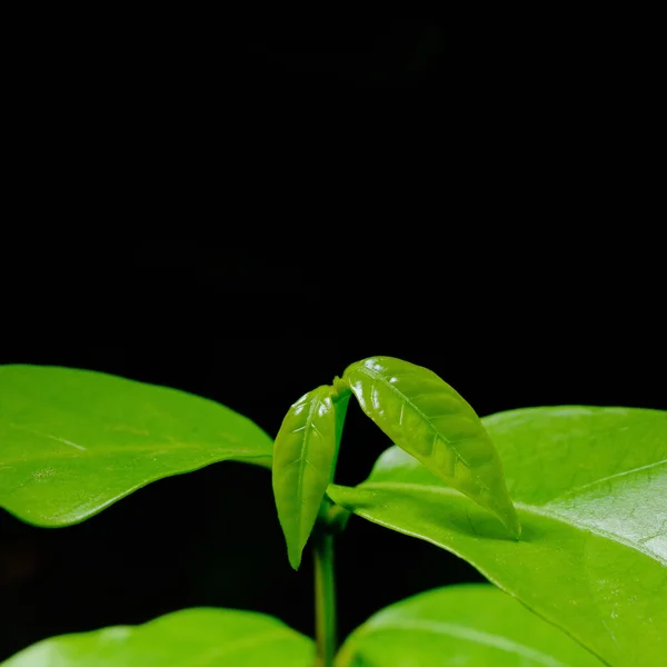 Fresh green leave growthin black background