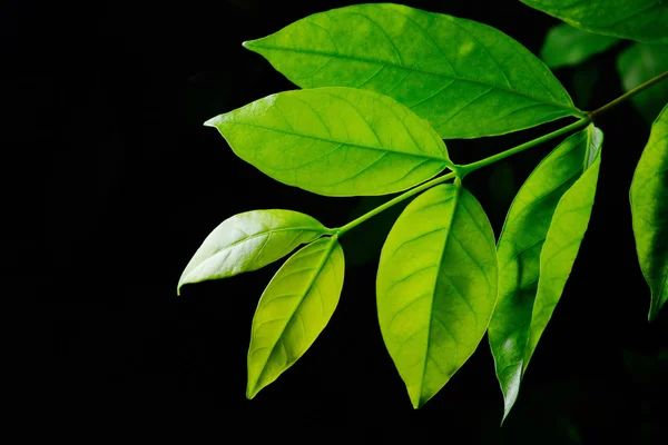 Fresh green leave on black background