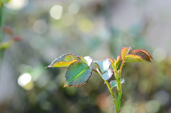 Rose tree with dew in morning