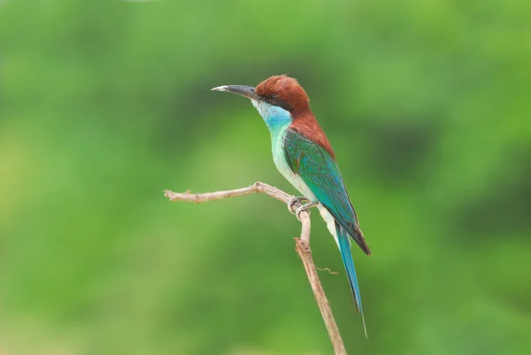 Bird on the best perch (Blue-throated Bee-eater) in green backgr