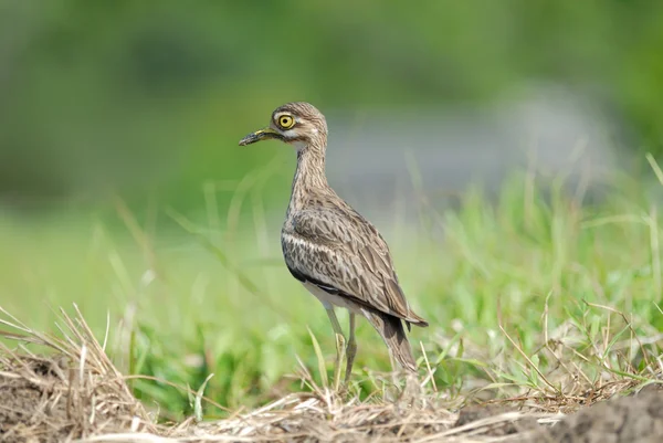 Ugly bird stand on green background ,Indian Thick-Knee