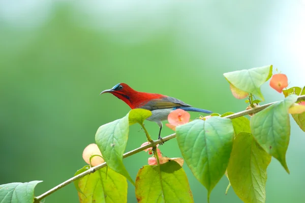 Beautiful red bird on the best perch. (Crimson sunbird)