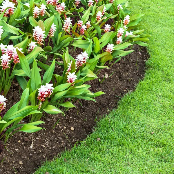 Beautiful Siam Tulip in garden for background