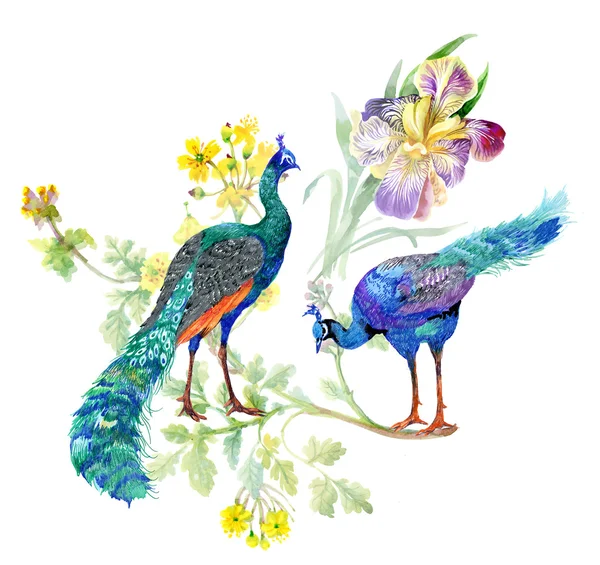 Watercolor peacocks and iris flowers