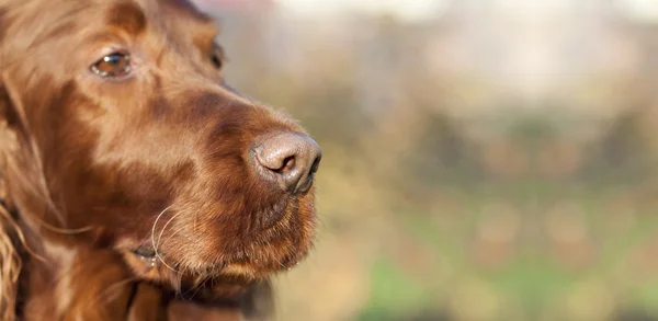 Dog nose website banner