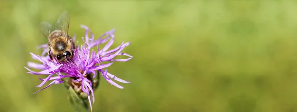 Banner of a honeybee as working on flower