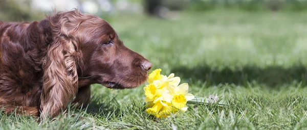 Dog smelling banner