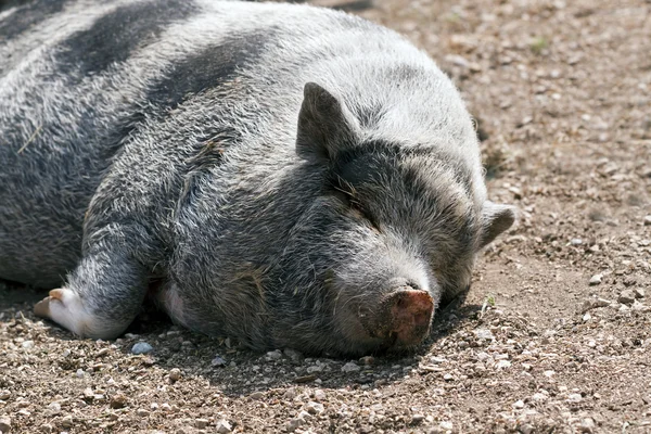 Lazy pig lying