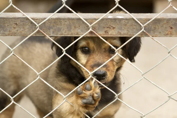 Puppy giving paw