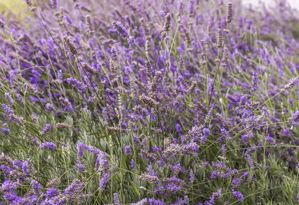 Close up of blooming lavender  flowers