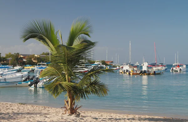 Palm tree at water edge on beach. Bayaibe, Dominican Republic