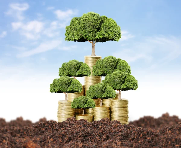 Money tree growing from money