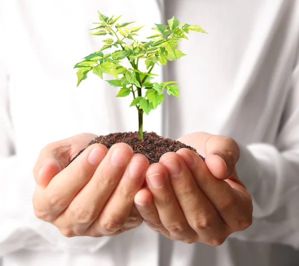 Holding green plant in hand