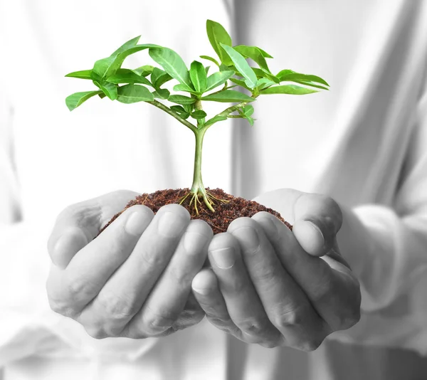 Holding green plant in hand