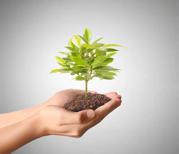 Holding green plant in hand