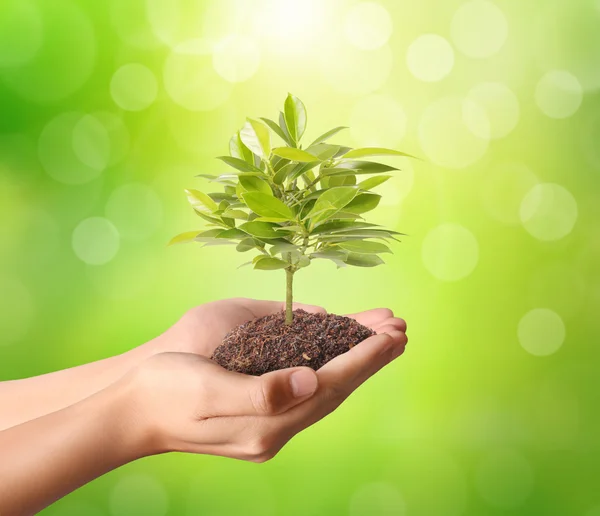 Holding green plant in hand