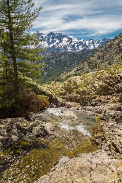 Small mountain stream in Corsica and Asco mountains