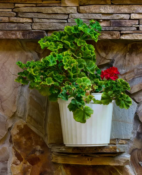Red geranium in a pot
