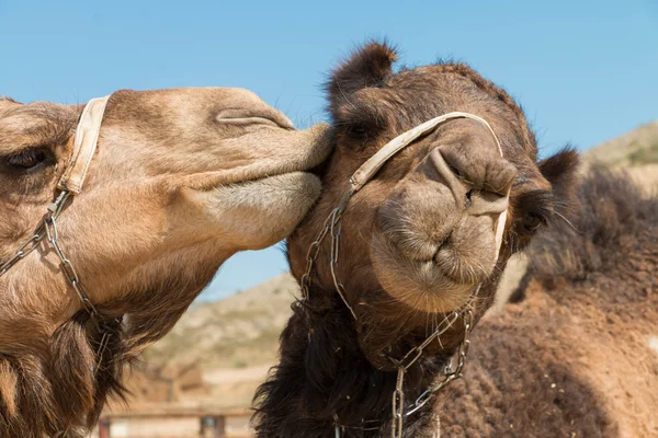 Kiss camel